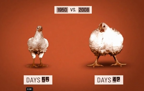 корпорация еда корпорация еда